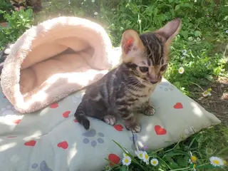 Bengala gatti Gattini Bengala Disponibile subito, alta qualità - Annuncio 1
