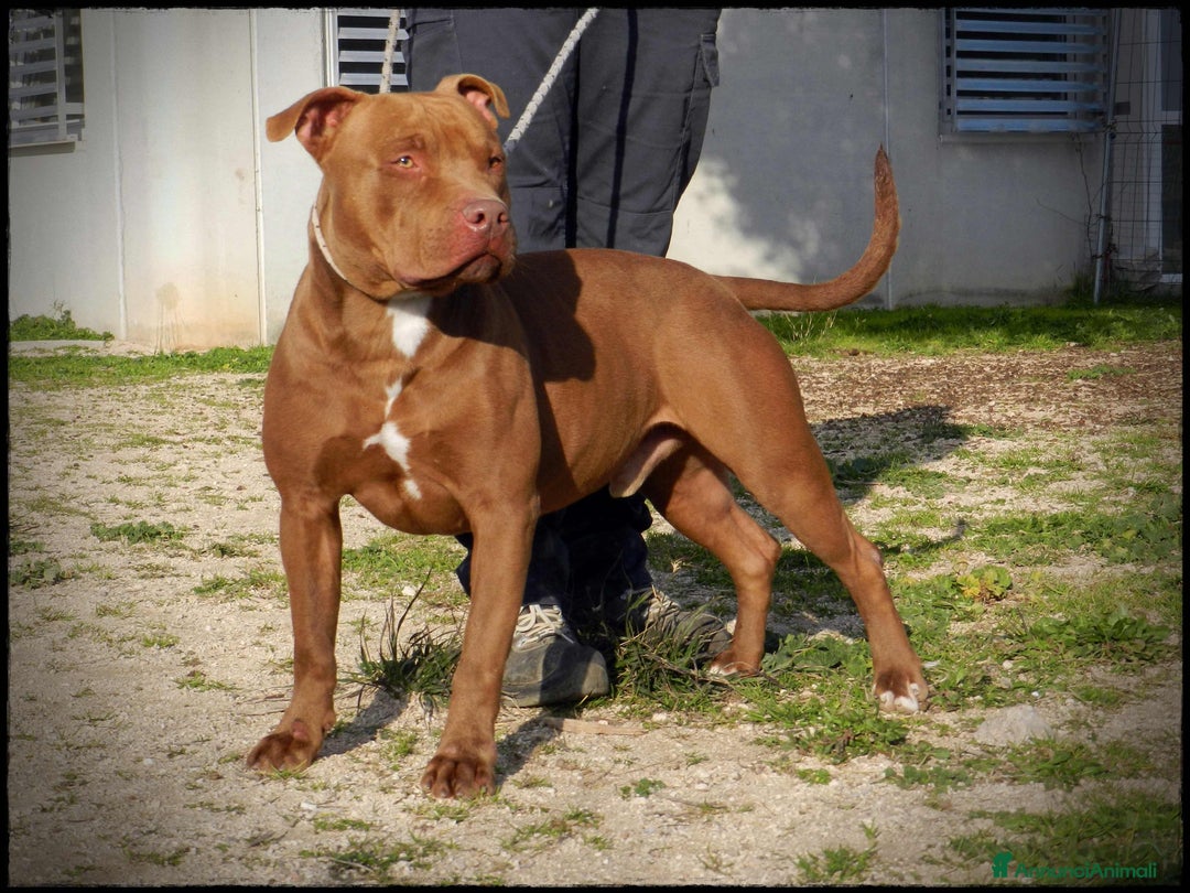 Pitbull cani in regalo: Pasha pit superbravo a Città metropolitana di Milano - Immagine 5