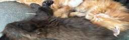 Maine Coon gatti in vendita: Cuccioli di Maine coon con pedigree - vari colori  - Annuncio 3