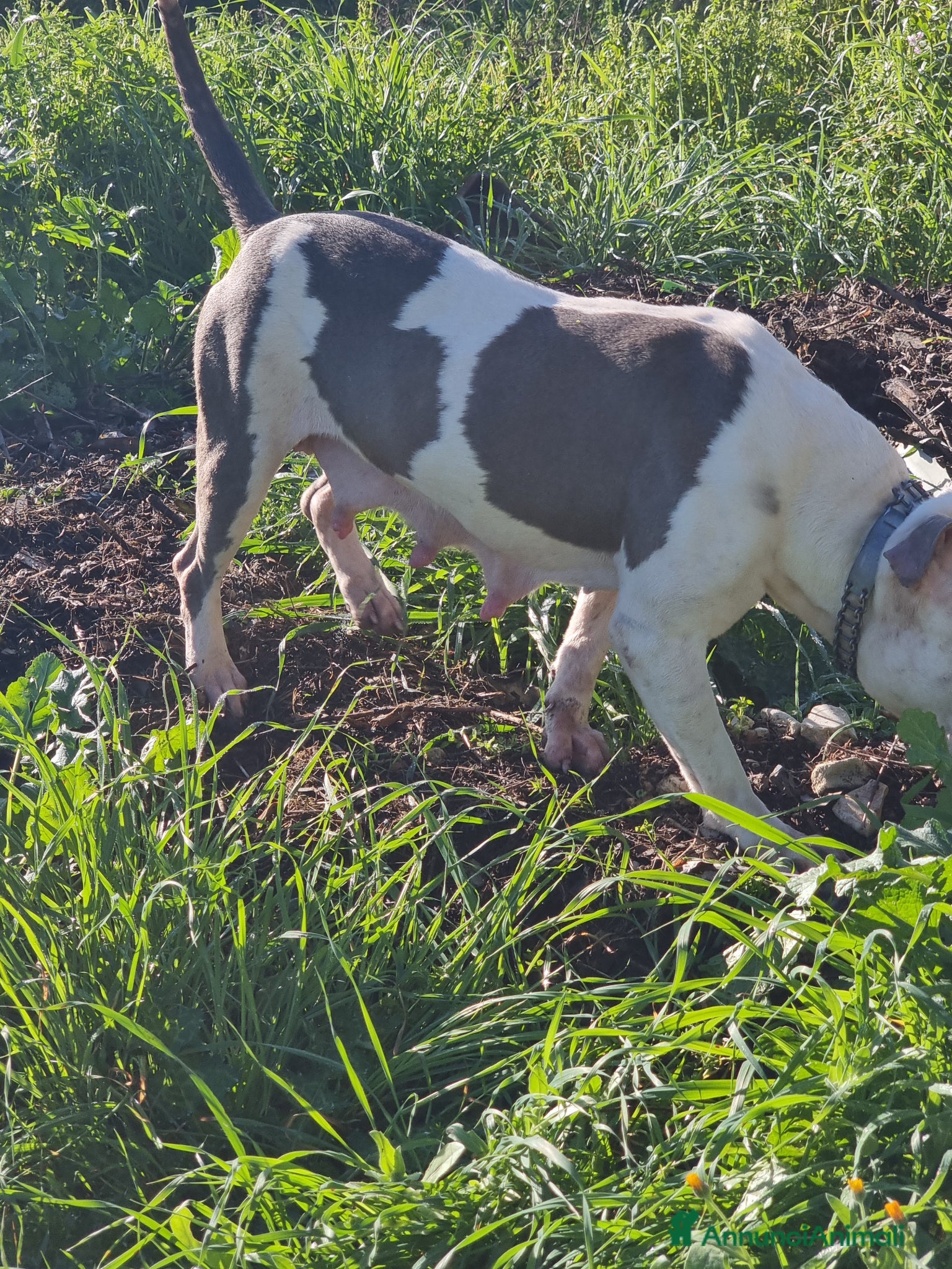 American Staffordshire cani Cuccioli Amstaff con pedigree in tutta Italia  - Annuncio 2
