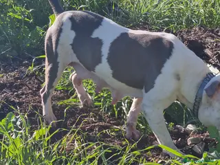 American Staffordshire cani Cuccioli Amstaff con pedigree in tutta Italia - Annuncio 1