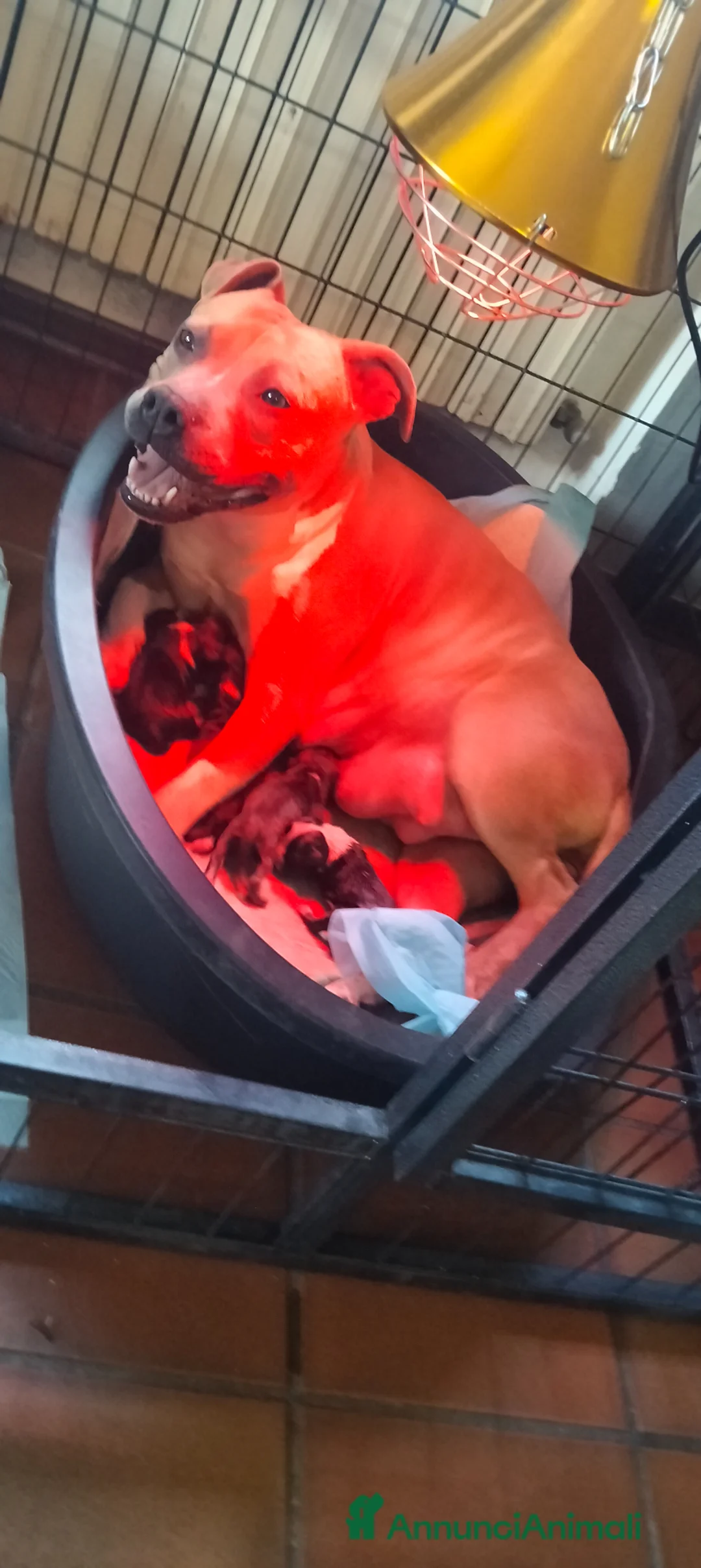 American Staffordshire cani in vendita: Amstaff blu - Annuncio 5
