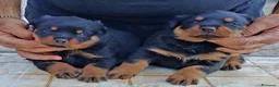 Rottweiler cani in vendita: Allevamento Rottweiler  - Annuncio 8
