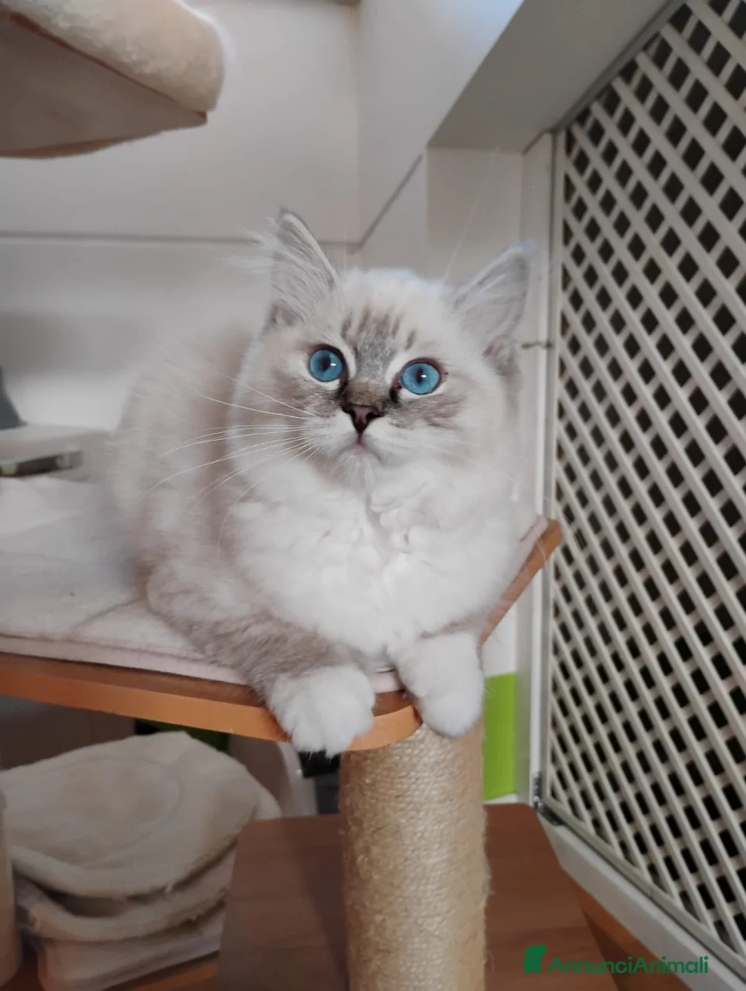 Ragdoll gatti in vendita: RAGDOLL cuccioli  - Annuncio 2