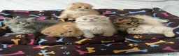 Scottish gatti in vendita: Scottish straight e fold  - Annuncio 1