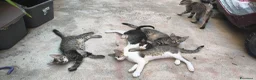 Altre razze gatti in regalo: Gatti cresciuti in casa a Città metropolitana di Messina - Annuncio 3