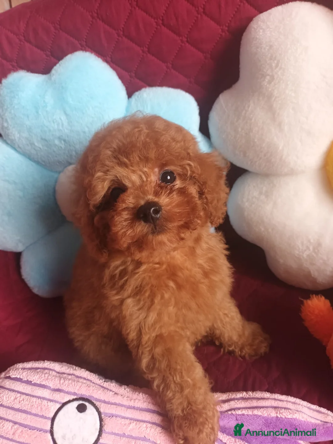 Barboncino cani in vendita: Barboncino mini toy asiatico  - Annuncio 5