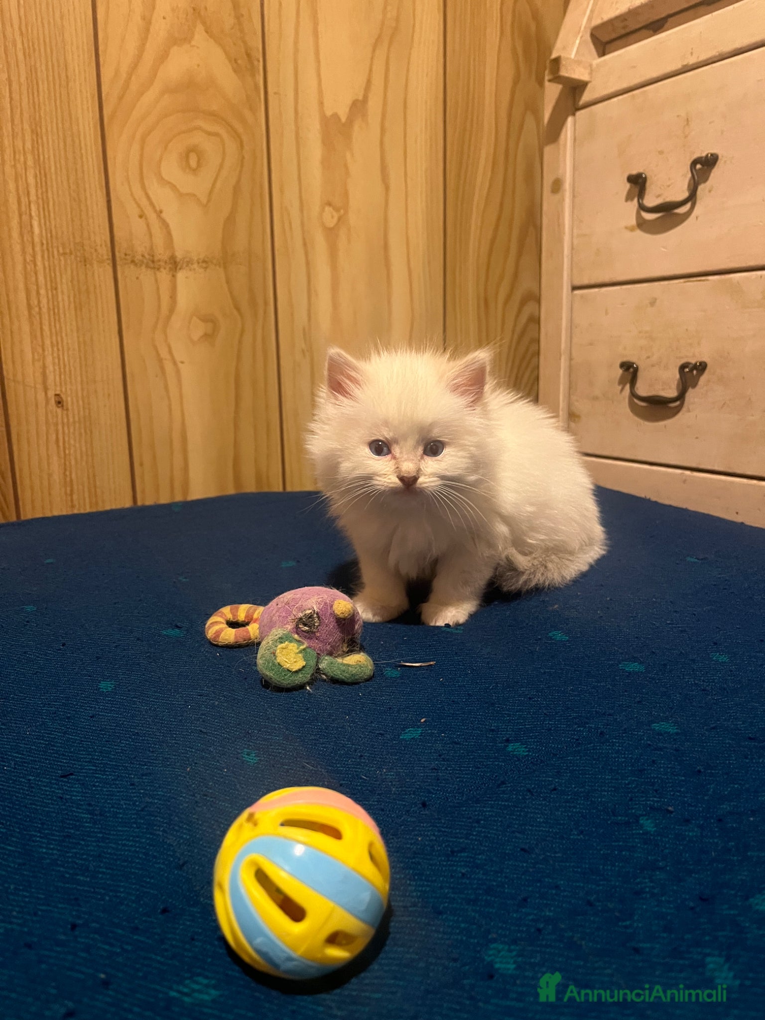 Ragdoll gatti Ragdoll cucciolini - Annuncio 26