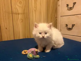 Ragdoll gatti Ragdoll cucciolini - Annuncio 5