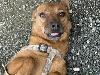 Meticcio cani REDDY, nanetta piena di GIOIA! Taglia PICCOLA - Annuncio 35