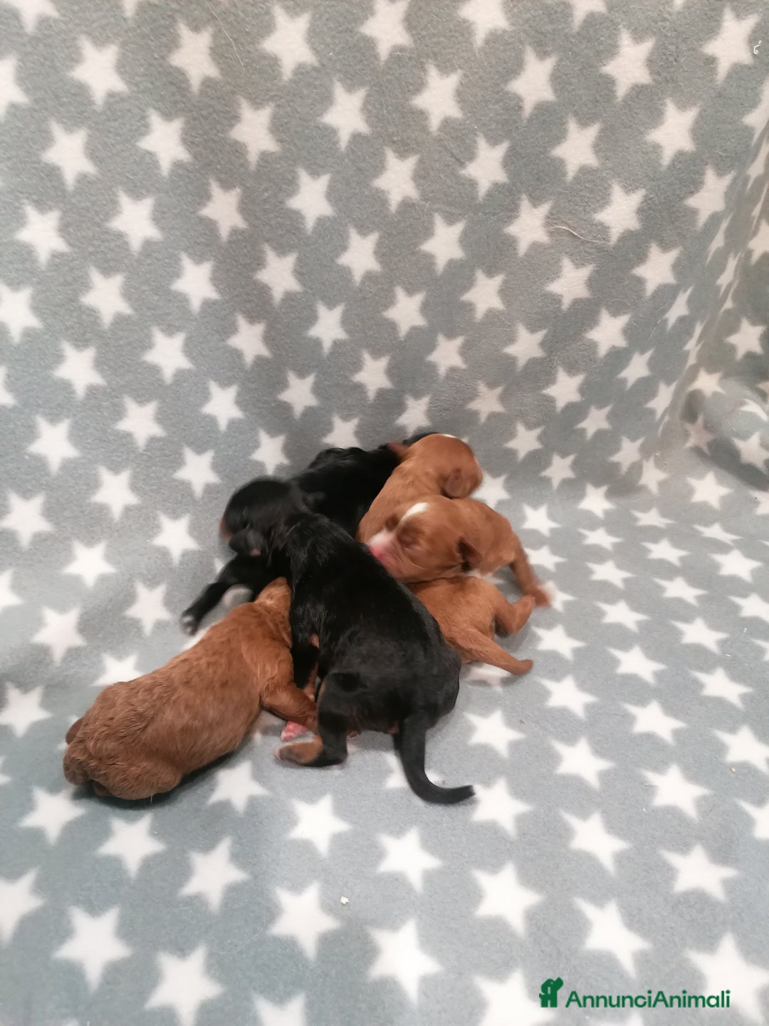 Meticcio cani in vendita: Cavapoo cuccioli - Annuncio 6