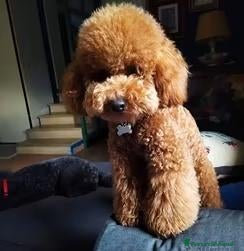 Barboncino Toy cani per accoppiamento: Barboncino toy stallone - Annuncio 2