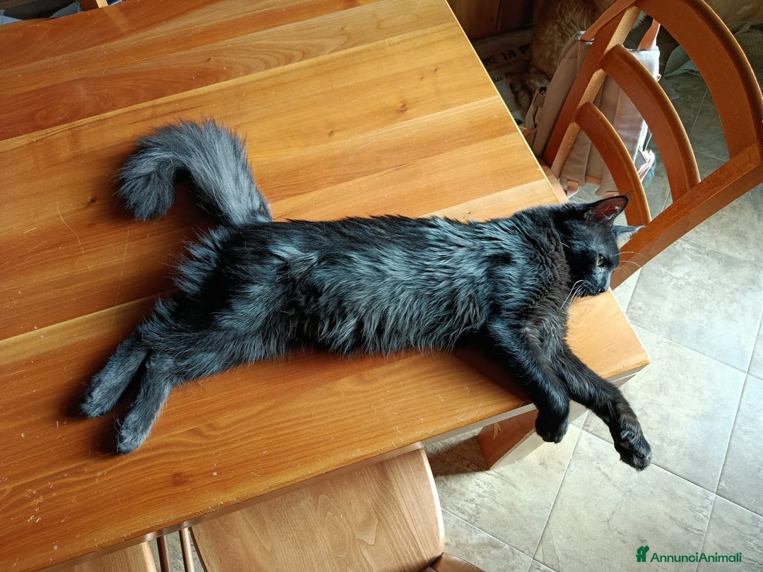 Maine Coon gatti in vendita: CUCCIOLI MAINE COON BLACK SOLID - Annuncio 7