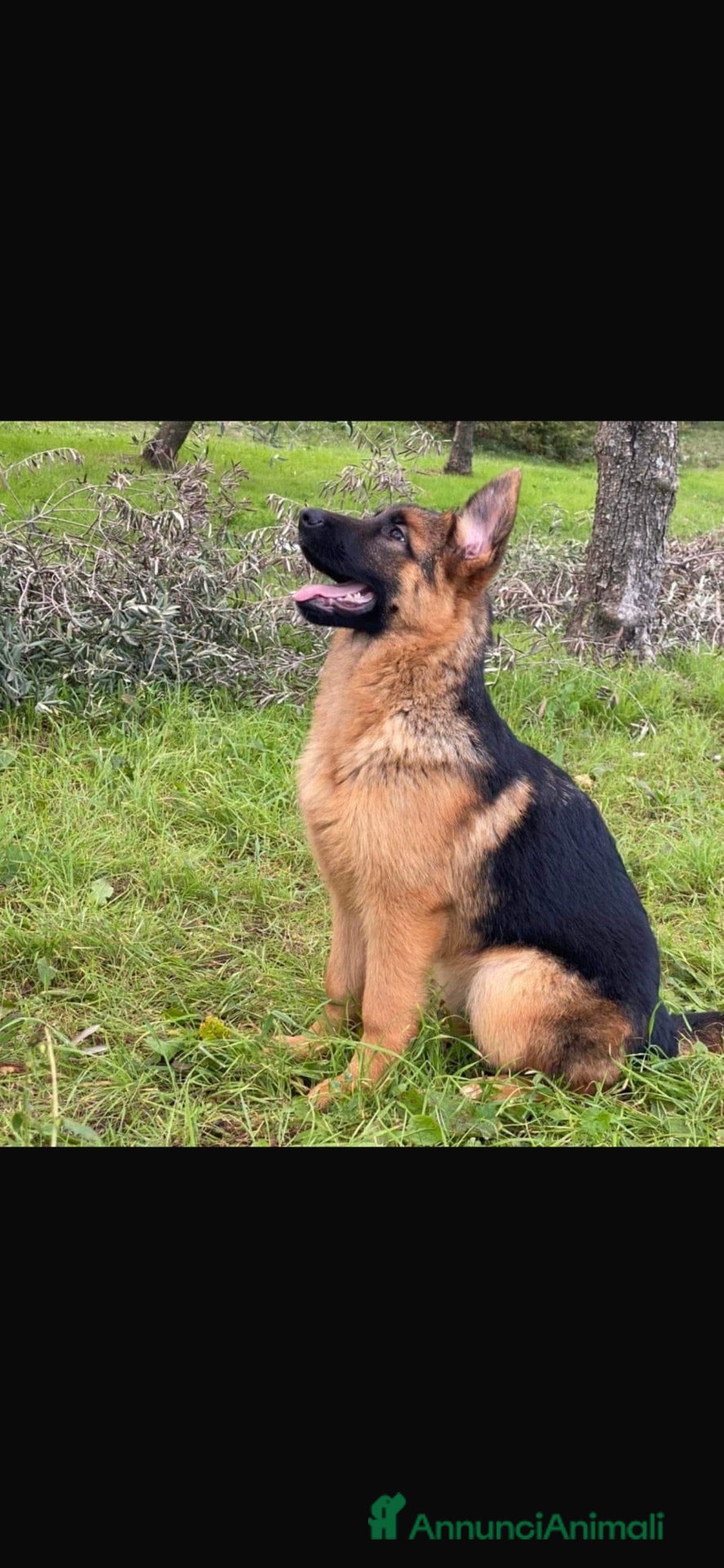 Pastore Tedesco cani vendita PASTORI TEDESCHI  - Annuncio 2