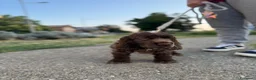 Cocker cani in vendita: Prenotazioni cuccioli di English Cocker Spaniel  a Provincia di Cosenza - Annuncio 24