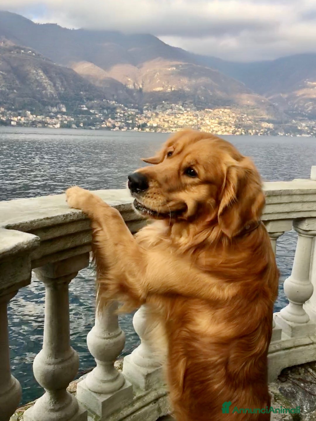 Golden Retriever cani per accoppiamento: Golden Retriever maschio, Ettore, cerca fidanzata  a Città Metropolitana di Torino - Annuncio 4