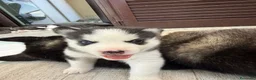 Husky cani in vendita: Cuccioli di husky  - Annuncio 2