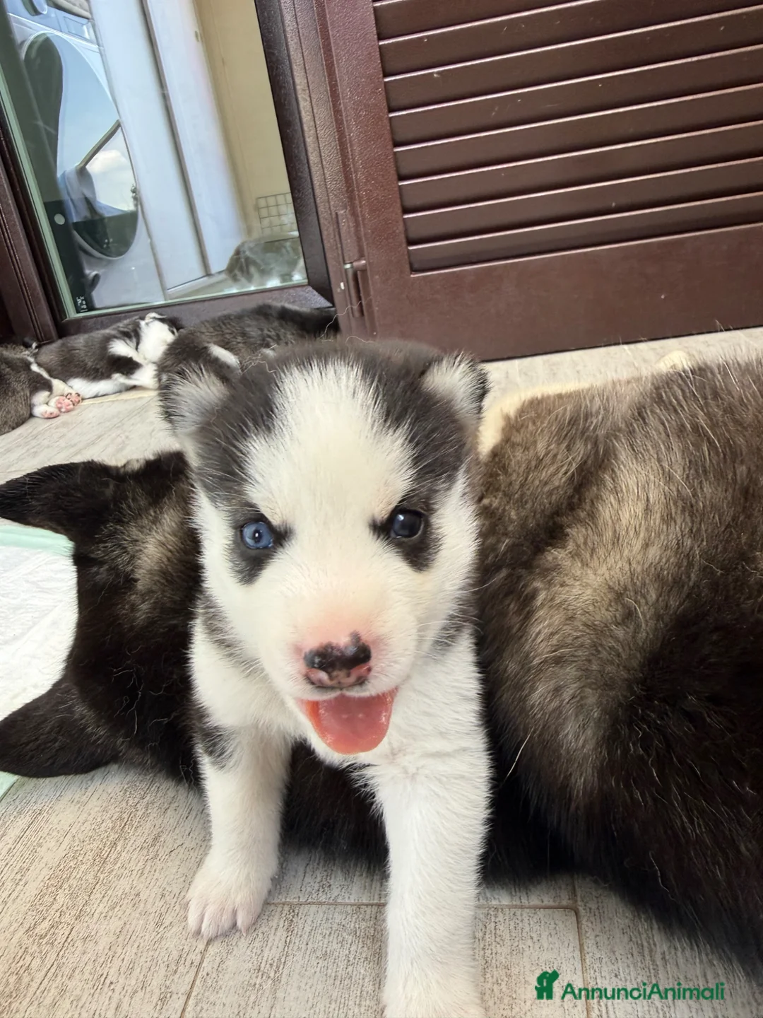 Husky cani in vendita: Cuccioli di husky  - Annuncio 2