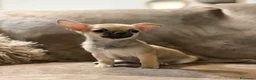 Chihuahua cani in vendita: Chihuahua maschio a pelo corto - Annuncio 2