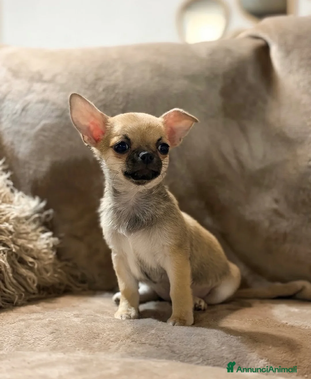 Chihuahua cani in vendita: Chihuahua maschio a pelo corto - Annuncio 2