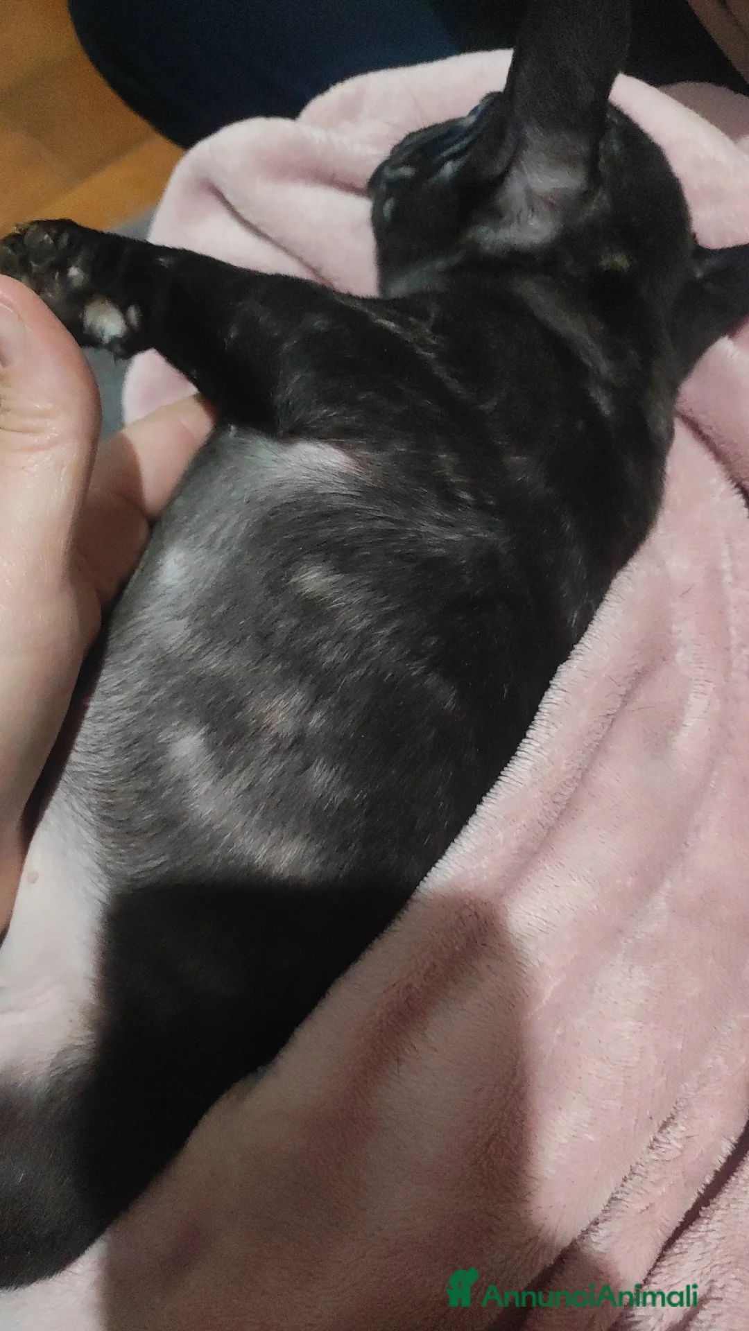 Bulldog Francese cani in vendita: Cuccioli di bulldog francese  - Annuncio 7