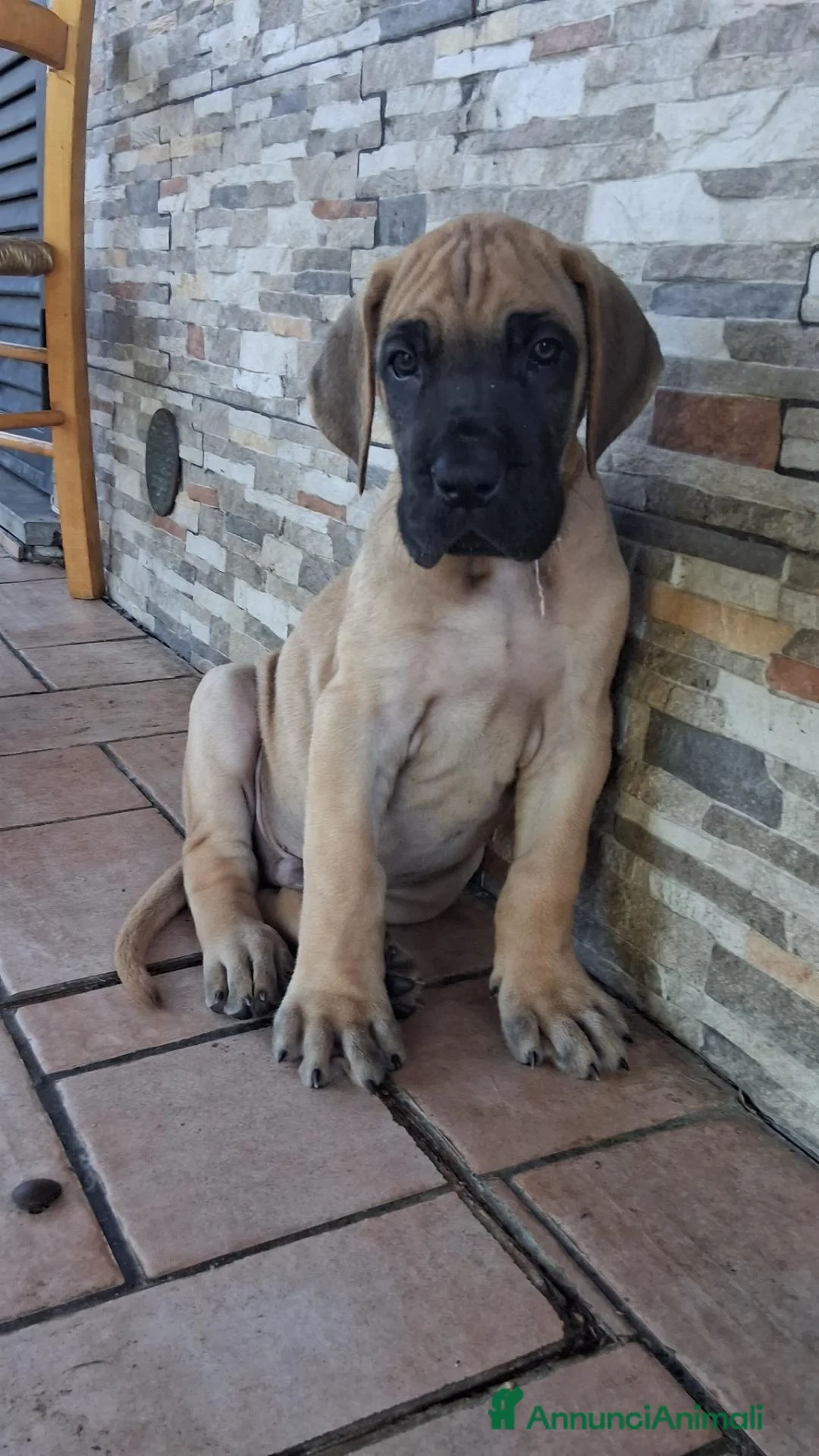 Alano cani in vendita: CUCCIOLI DI ALANO - Annuncio 2