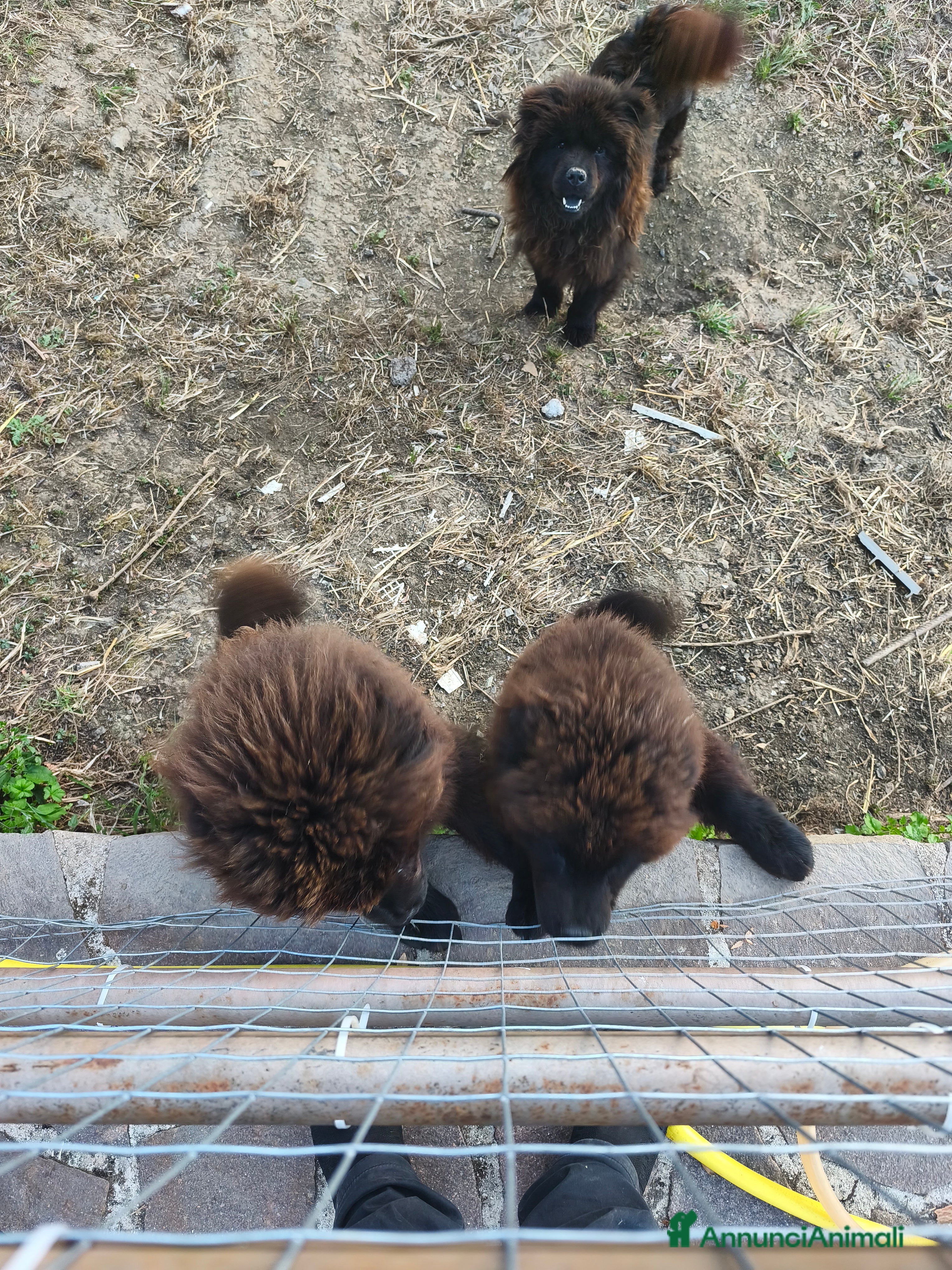 Chow Chow cani Cani Chow chow  - Annuncio 12