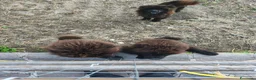 Chow Chow cani in vendita: Cani Chow chow  - Annuncio 1