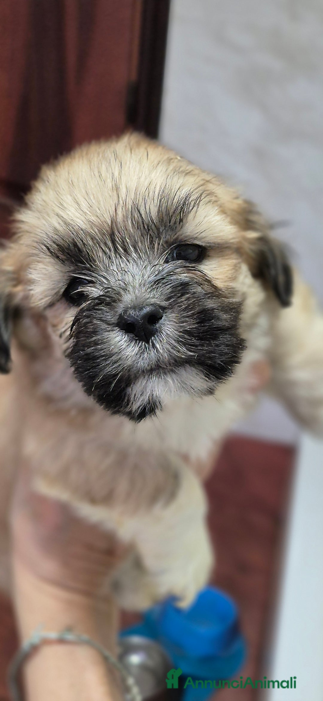 Lhasa Apso cani in vendita: Bellissimi cuccioli di Lhasa Apso - Annuncio 5