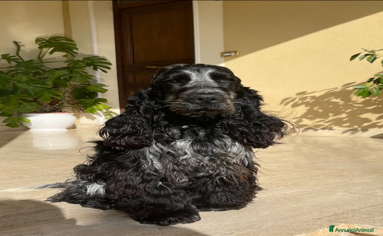Cocker cani a Provincia dell'Aquila - Annuncio 1
