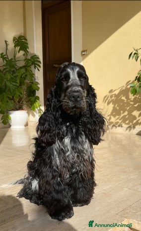 Cocker cani a Provincia dell'Aquila - Annuncio 19
