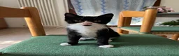 Europeo gatti in regalo: Gattini in adozione  a Provincia di Padova - Annuncio 16