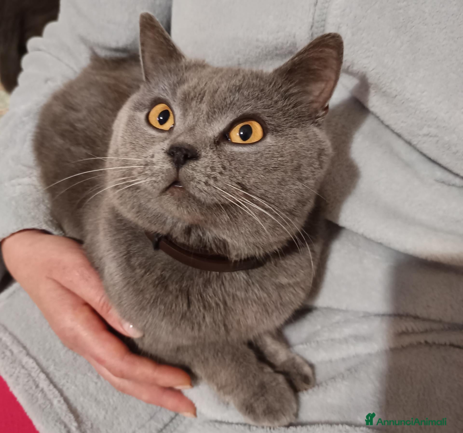 British gatti I migliori British shortair  - Annuncio 7