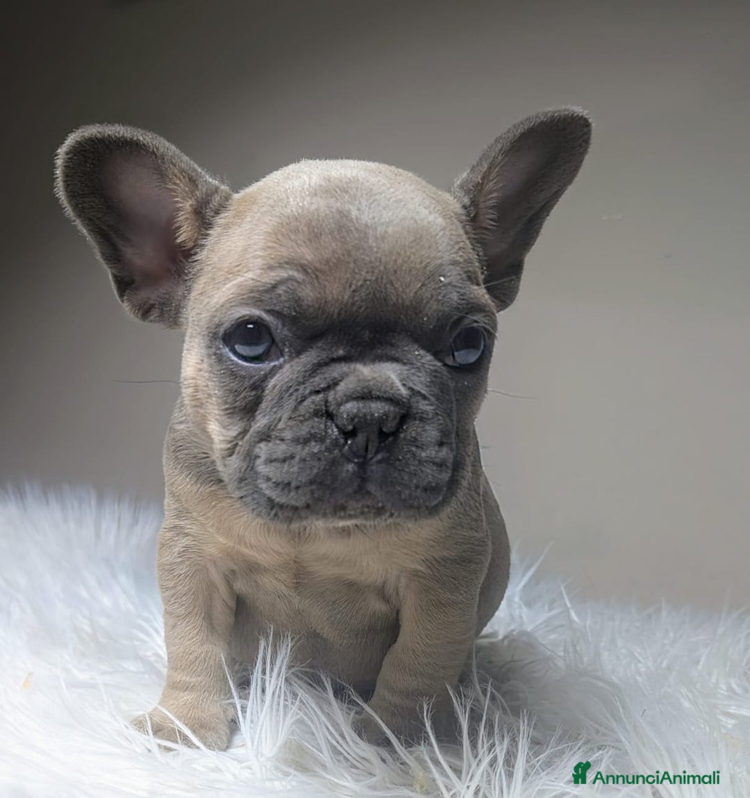 Bulldog Francese cani in vendita: Bulldog francese  - Annuncio 4