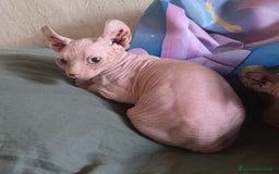 Sphynx gatti in vendita: Allevamento con affisso a Città metropolitana di Milano - Immagine 5