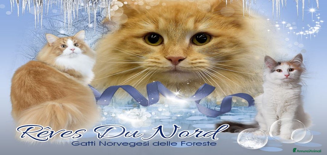 Immagine della galleria {{count}}