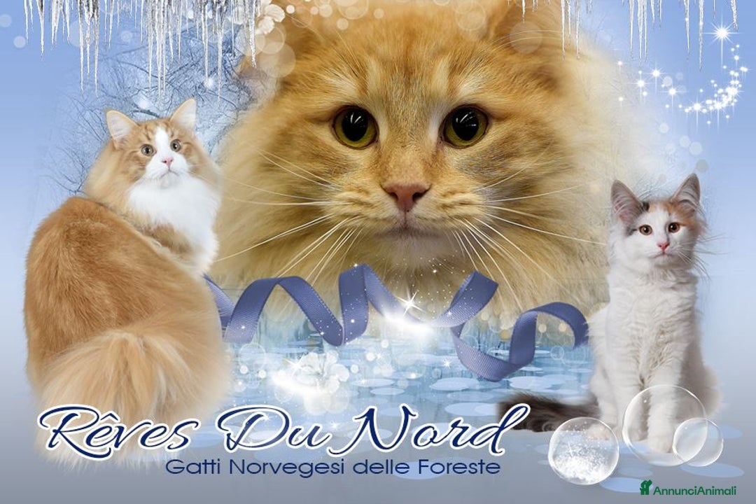 Immagine della galleria {{count}}