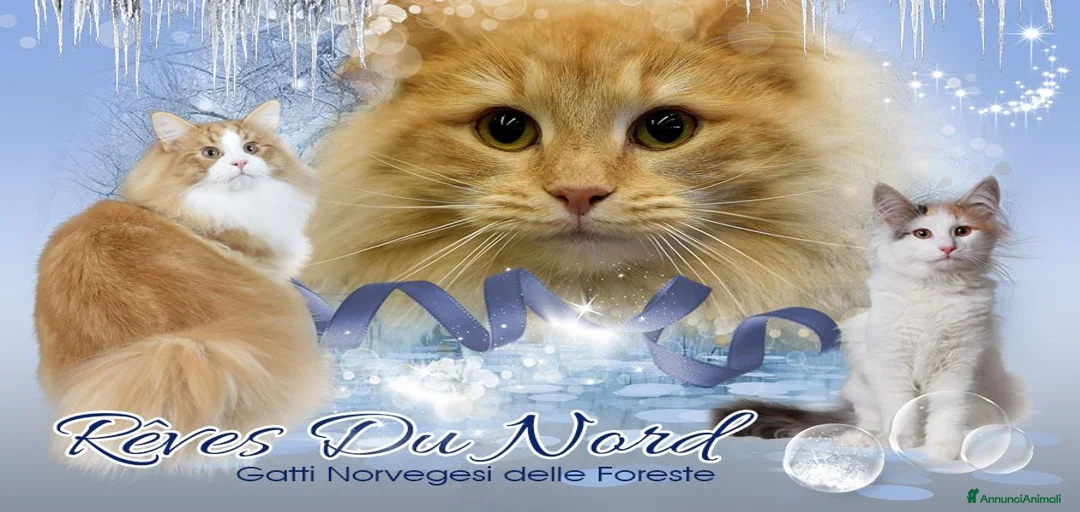 Immagine della galleria {{count}}