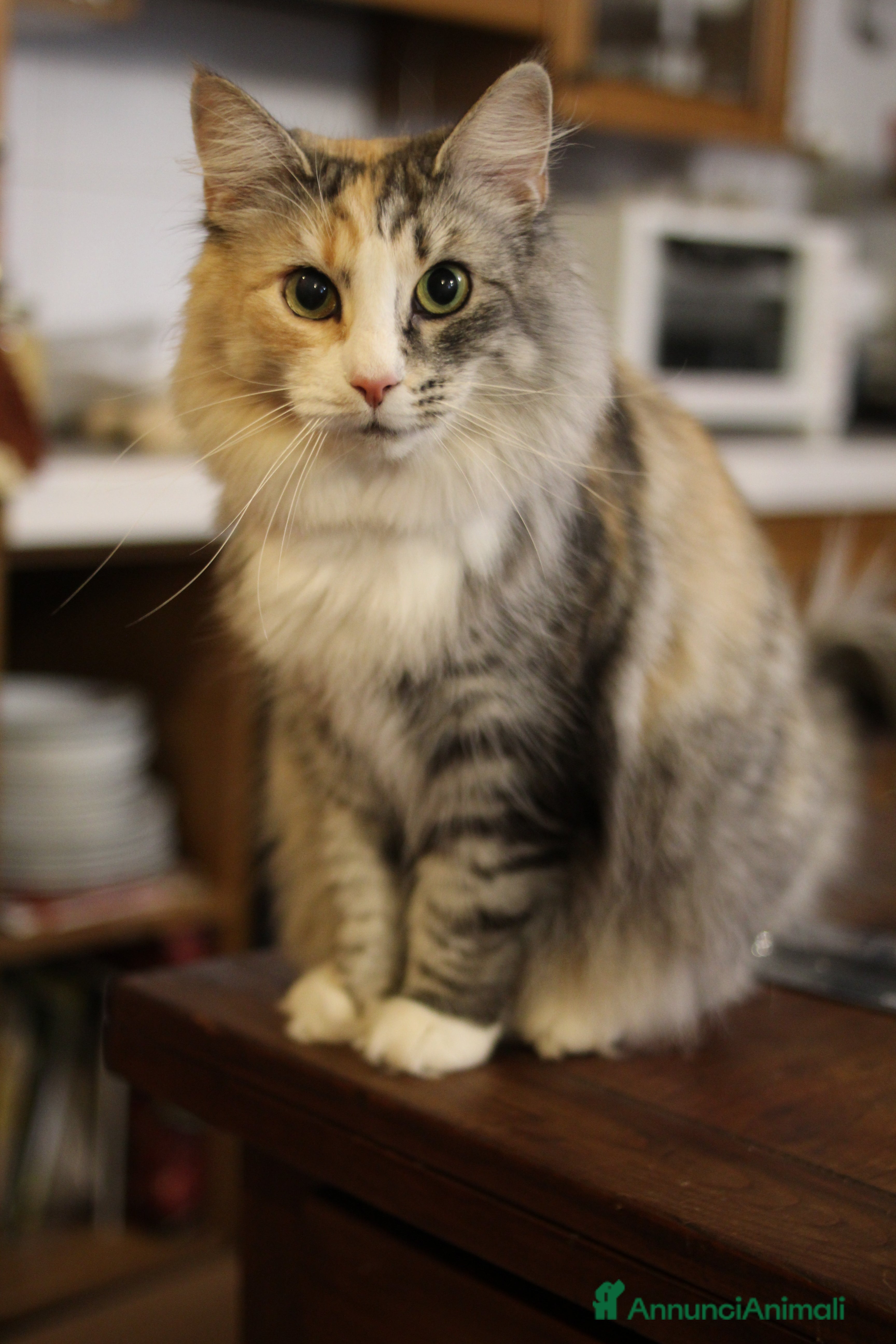 Norvegese gatti Norvegesi delle foreste - Annuncio 35