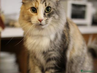 Norvegese gatti Norvegesi delle foreste - Annuncio 2