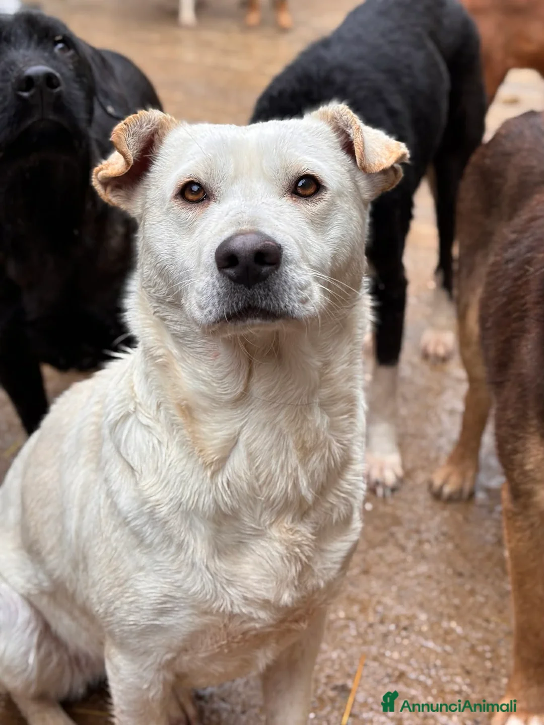 Meticcio cani in regalo: BLANCA & BLESS, cagnoline super tenere. - Annuncio 10