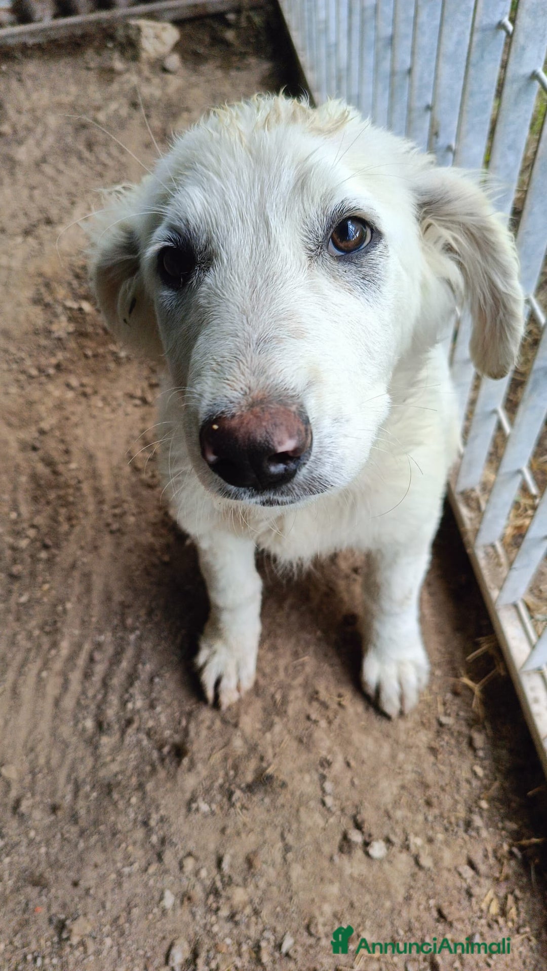 Meticcio cani in regalo: COMETA - Annuncio 2