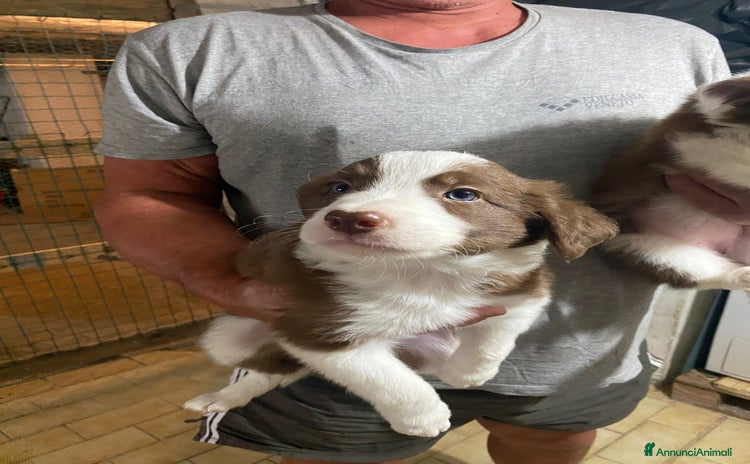 Border Collie cani Cuccioli di Border Collie - Annuncio 6