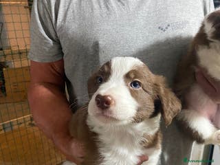 Border Collie cani Cuccioli di Border Collie - Annuncio 18