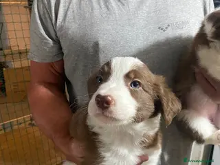 Border Collie cani Cuccioli di Border Collie - Annuncio 34