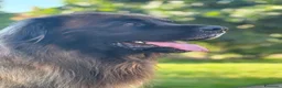 Leonberger cani per accoppiamento: Leonberger maschio per monta a Città metropolitana di Roma Capitale - Annuncio 4