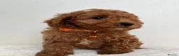 Barboncino Toy cani in vendita: Adorabili cuccioli maschi di Barboncino Toy - Annuncio 5