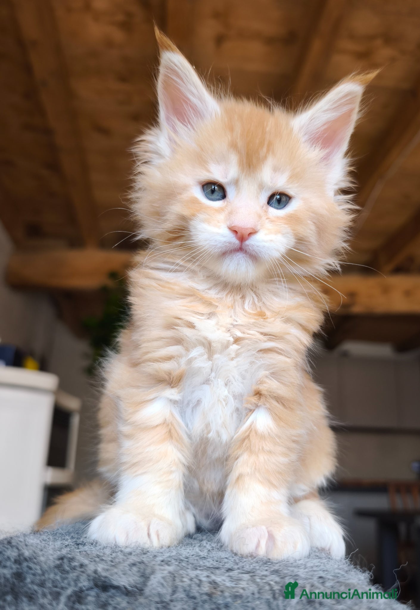 Maine Coon gatti Maine coon - Annuncio 2