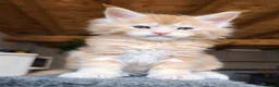Maine Coon gatti in vendita: Maine coon a Provincia di Vicenza - Annuncio 1