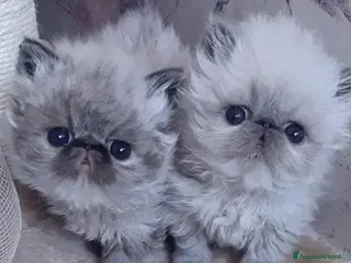Persiano gatti Disponibili alla prenotazione cuccioli persiani - Annuncio 14